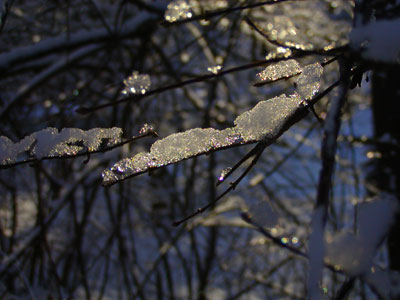 Twigs with ice